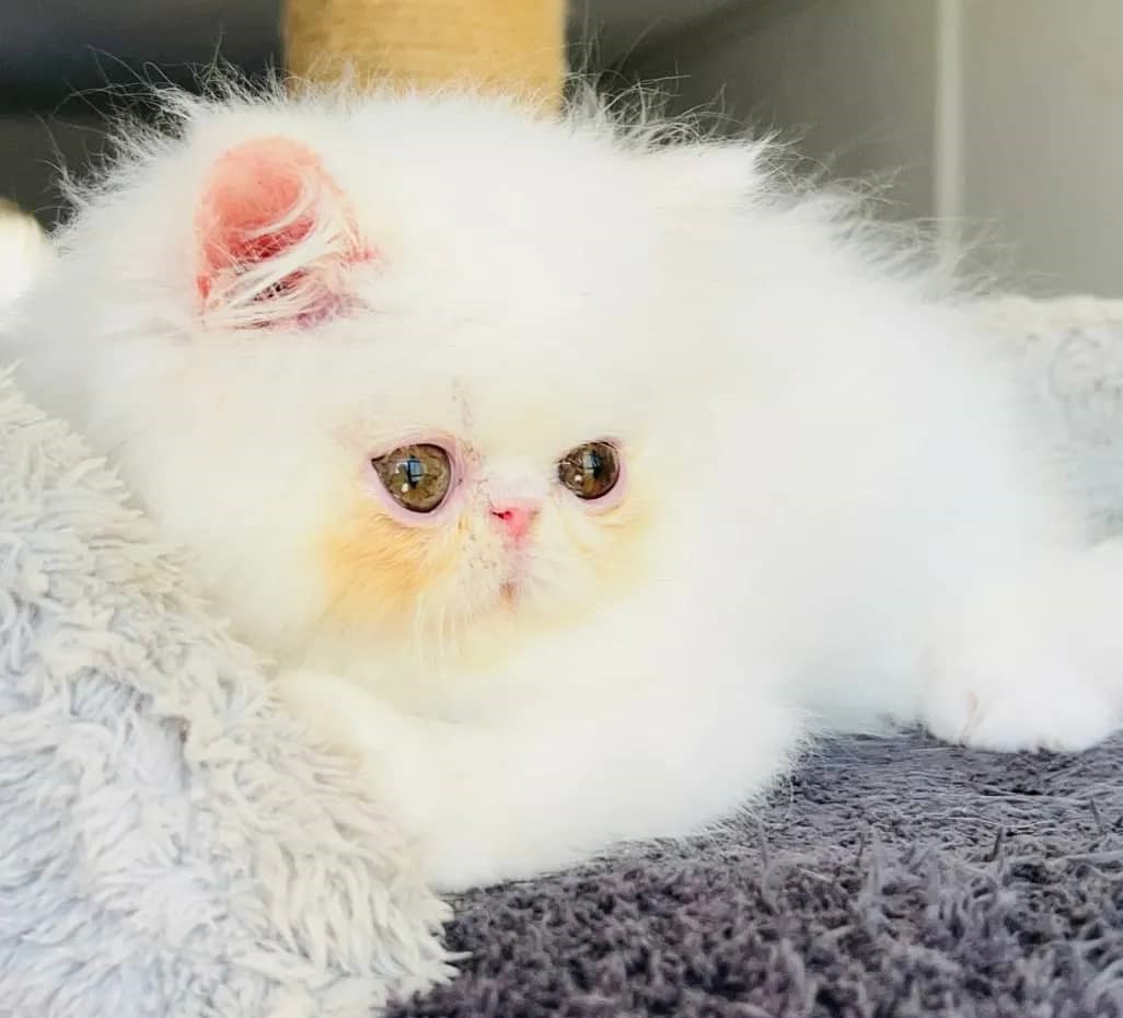 عکس آگهی نژاد پرشین